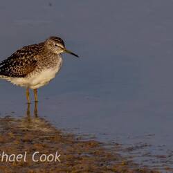 Wood Sandpiper