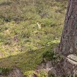 Durch den Wald zur Ostsee...