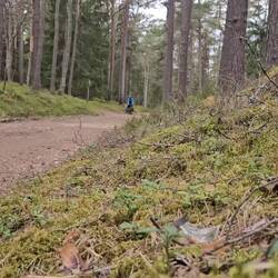 Ein kurzes Stück durch den "Küstenwald"..