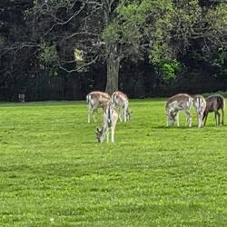 Deer in Phoenix Park
