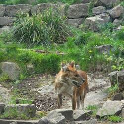 Dhole - Asian Hunting Dog
