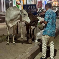 übergebliebens Naan wurde an die Kühe verfüttert :)