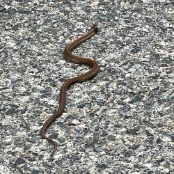 Eine Schlange