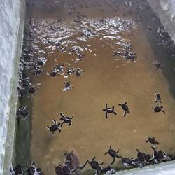 1-2 day old turtles