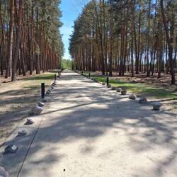 Aleja prowadząca do miejsca zagłady