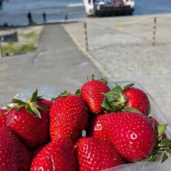 Erdbeeren statt Fähre