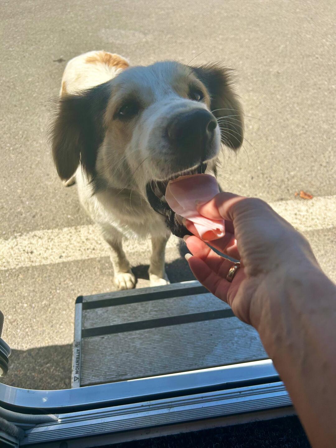 Raubtierfütterung 🥰