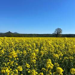 ..kehren zurück ins Tal, wo der Raps in voller Blüte steht.
