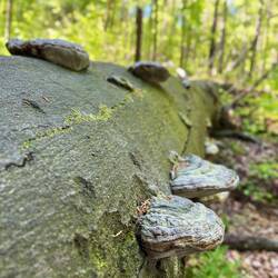 Um ehrlich zu sein, interessieren mich aber selbst Baumschwämme mehr, weshalb..