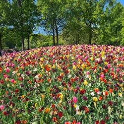 Gleich hinter dem Eingangsbereich erwartet uns der erste große "Tulpenhügel" - super Vielfalt