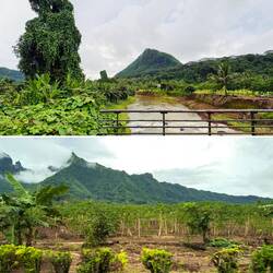 Fahrt entlang von Papayaplantagen