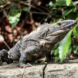 Iguana.