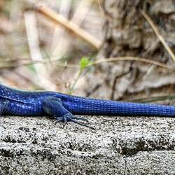 This lizard has an incredible cobalt blue color and an endless tail.