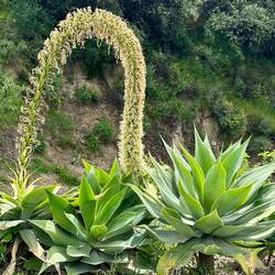 A top- heavy bloom!
