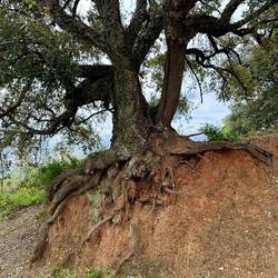 Quite a visible root system!