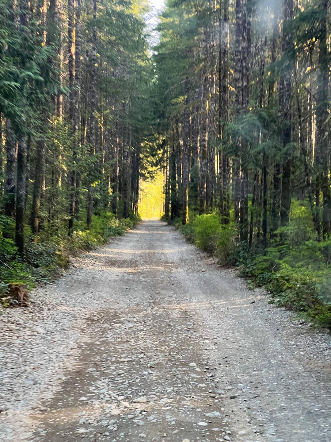 Tief im Wald