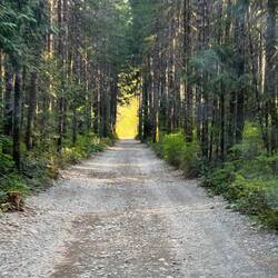 Tief im Wald