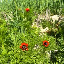 First day seeing this: summer pheasant's-eye buttercup