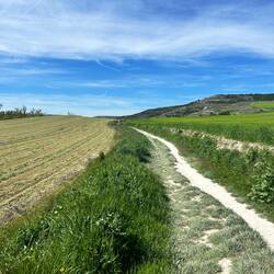 Freshly cut hay(?) on the left. Oats (?) on the right