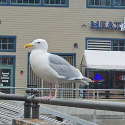 The size of this pidgeon rivaled some small turkeys. Well fed, here.