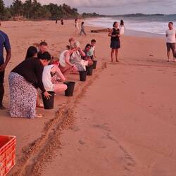 One day old turtles back to the sea
