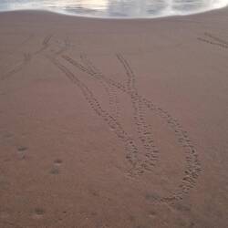 The turtle track to the sea