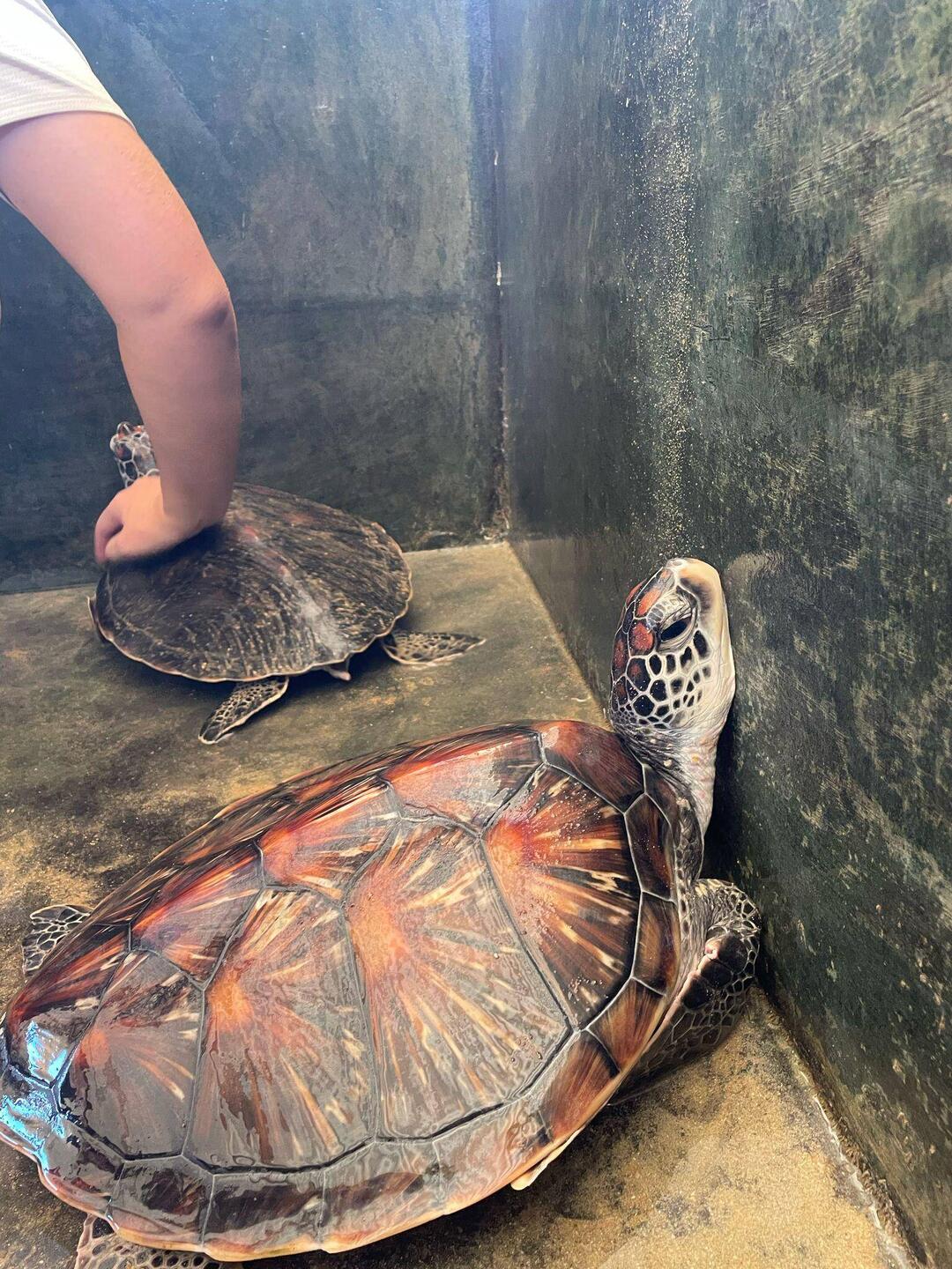 Tank cleaning with the turtles also in the tank