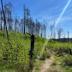 ..was zu neuem, ausgesprochen birkigen, Leben führt 🌱