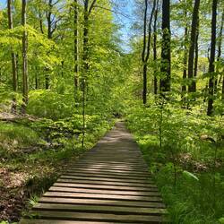 Stellenweise durchquert der Weg Feuchtgebiete, die mit einem Steg umgangen werden.