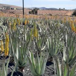 Plantation d'aloe vera