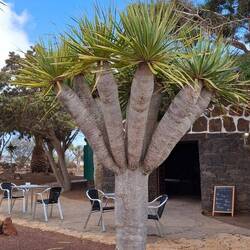 Dragonnier des Canaries