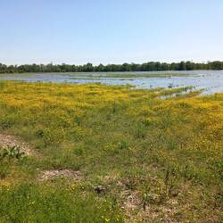 Un pré charentais après une petite ondée.
