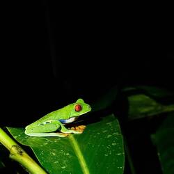 Rotaugenlaubfrosch (giftig)