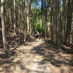 Beautiful forest trail