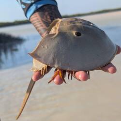 Die ältesten Fossilien dieser Gliederfüssler sind 440 Millionen Jahre alt