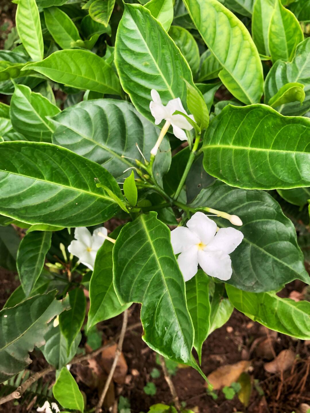 Tabernaemontana divaricata Caprice