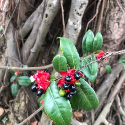 Ochna serrulata arbre de Mickey