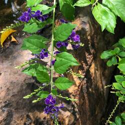 Vanillier de Cayenne