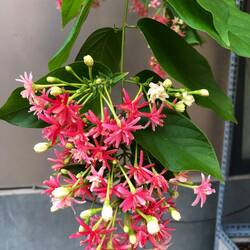 Combretum indicum Quiqualis indica