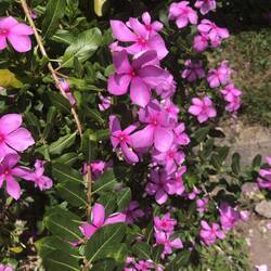 pervenche de Madagascar