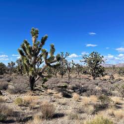 Joshua trees