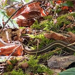 Eine Schlange, vermutlich eine harmlose Garter-Snake