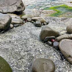 She'll fossils, An Corran beach, Isle of Skye