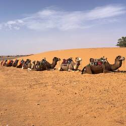 Die Kamele freuen sich auf neue Touris