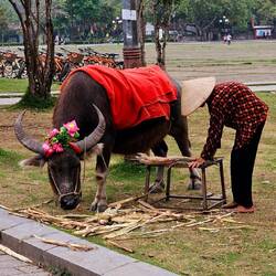 So mächtig diese Viecher, aber in Laos authentischer.