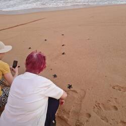 Another release of baby turtles