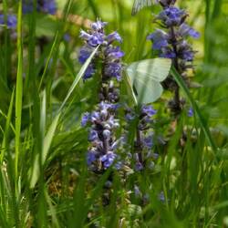 Gebänderter Kohlweissling