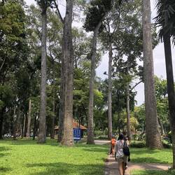 Dipterocarpus alatus , l'arbre à résine