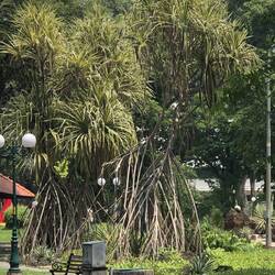 Pandanus tectorius, dont on extrait d'essence de pandan des feuilles (vanille asiatique)