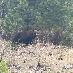 Auf diesem Bild sieht man die Schulterbuckel, es müsste also ein Grizzly sein.